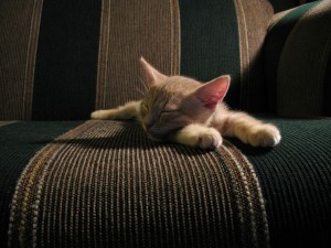 kitten!-sleeps